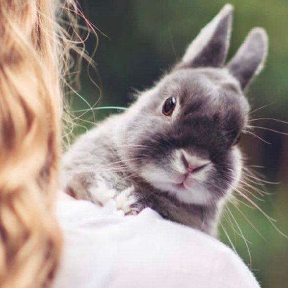 a close up of a person holding a rabbit