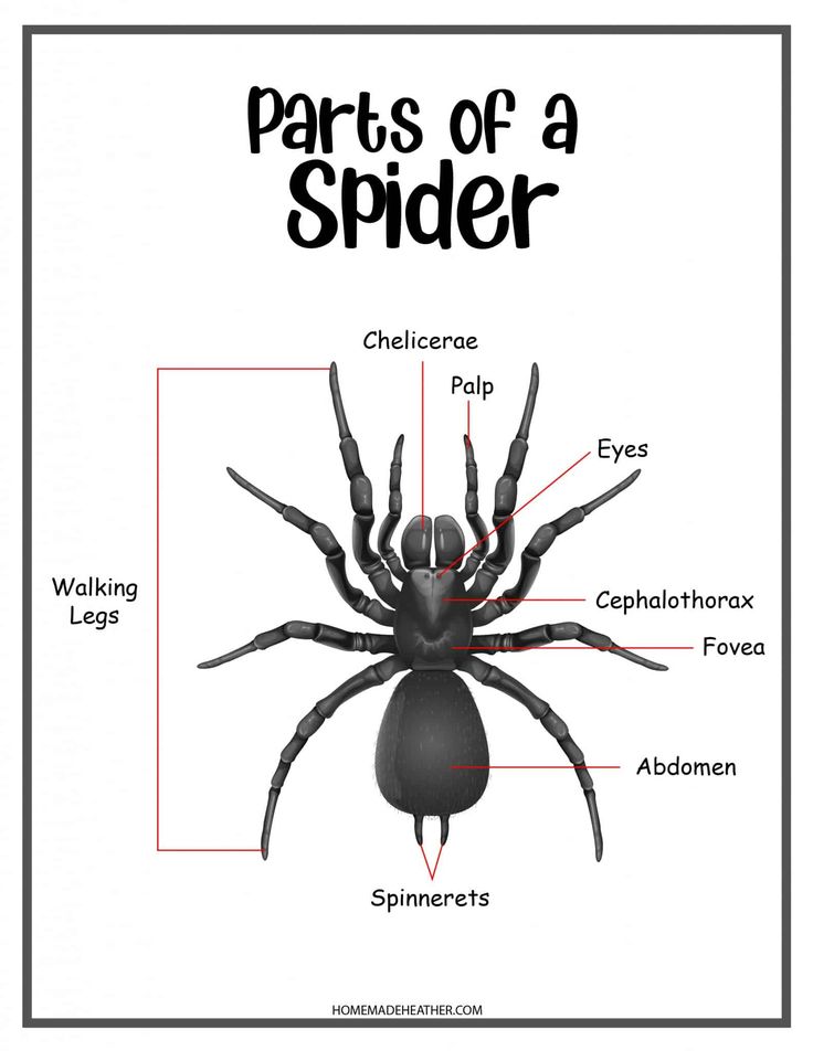 the parts of a spider on a white background with black text and description for each part