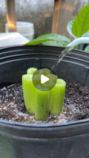 a potted plant that has some kind of green thing growing out of the ground