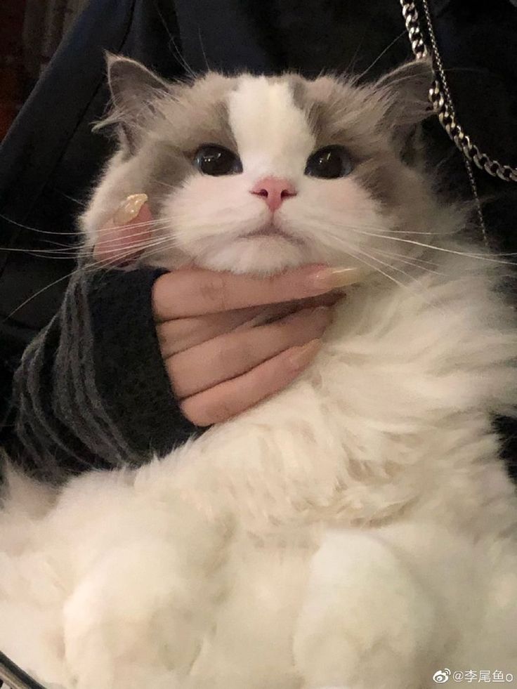 a white and gray cat is being held in someone's arms with a chain around its neck