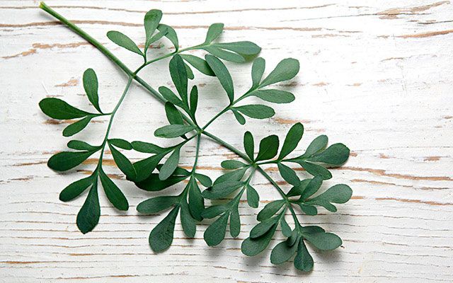 a bunch of green leaves laying on top of a wooden table