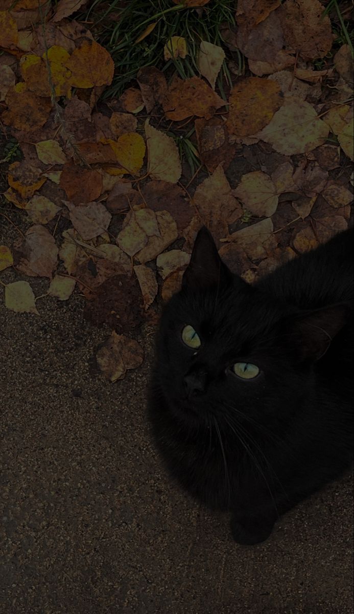 a black cat is laying on the ground