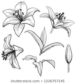 four flowers drawn in black and white on a white background