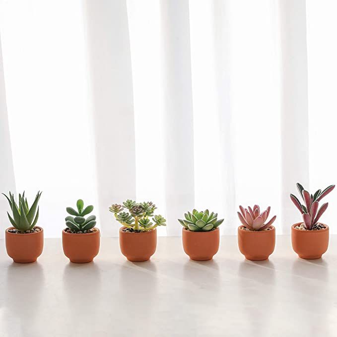 there are many different types of succulents in small pots on the table