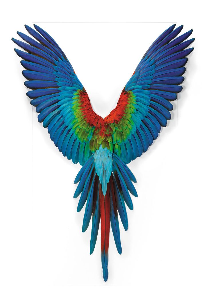 a blue and red bird with its wings spread out in front of it's body