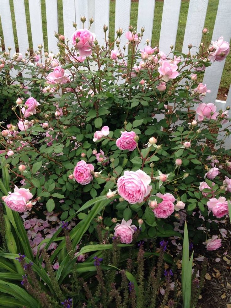 pink roses are blooming in front of a white picket fence with purple and green foliage