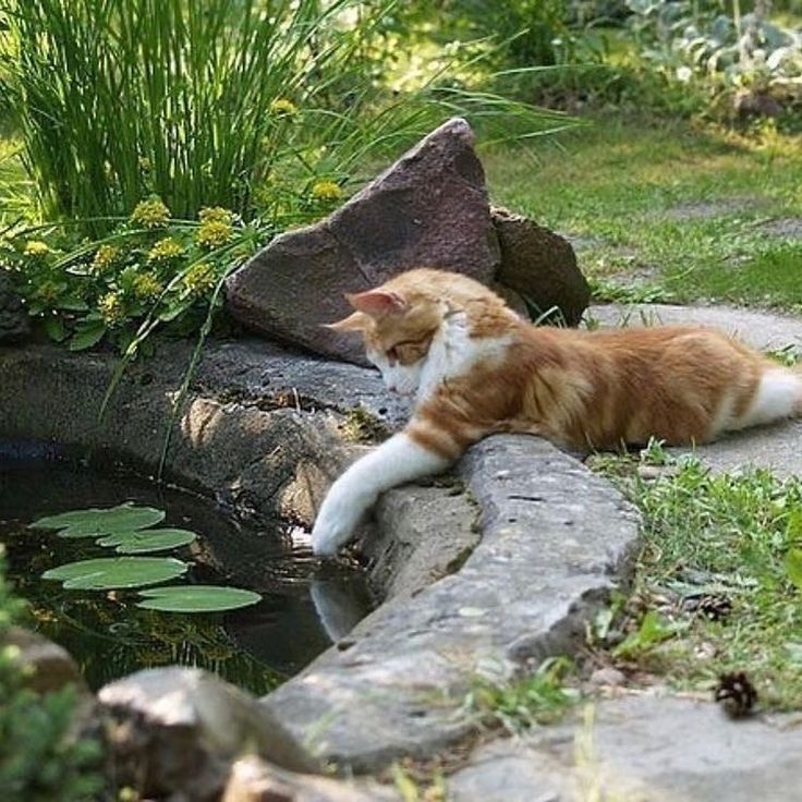 an orange and white cat laying next to a pond