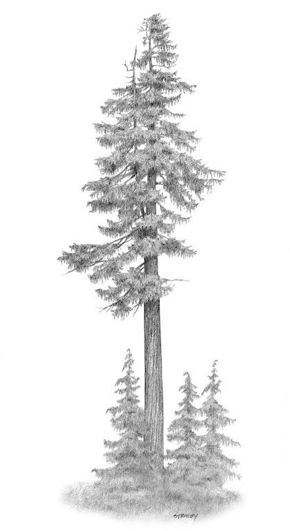 a pencil drawing of a tall pine tree