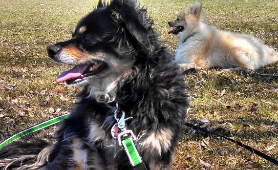 two dogs are sitting in the grass with their leashes on and one is panting