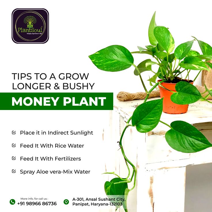 #plantsoul #organic #gardening #nursery #horticulture #agriculture #organicfarming #compost #plants #kitchengardening #gardening #fertilizer #nutrients #organicmanure #quality #fertility #soil #garden Money Plant Growing Hacks, How To Grow Money Plant, Indoor Money Plant Decor Ideas, Money Plant Propagation, Money Plant Decor Ideas, Money Plant Indoor, Money Plant Care, Dollar Store Home Decor, Lucky Bamboo Plants