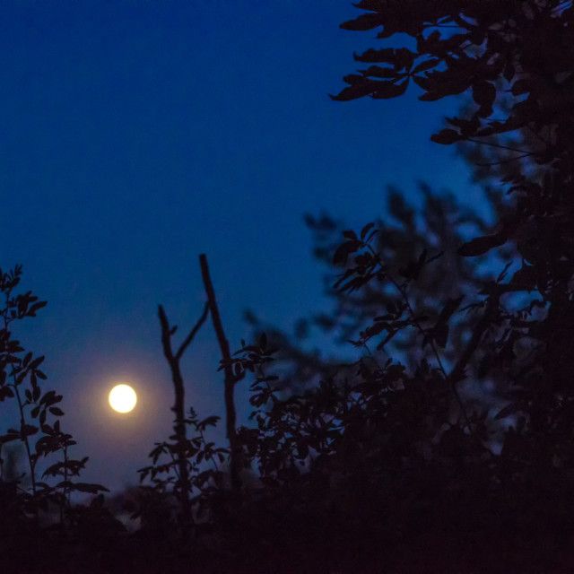 the full moon is seen through some trees