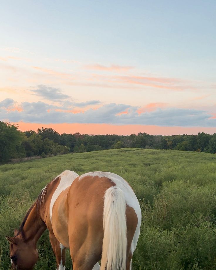 a brown and white horse grazing on grass in a field at sunset with trees in the background