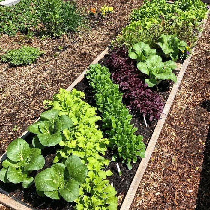 a garden filled with lots of different types of vegetables and plants growing in it's beds