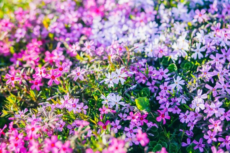 purple and white flowers are growing in the grass