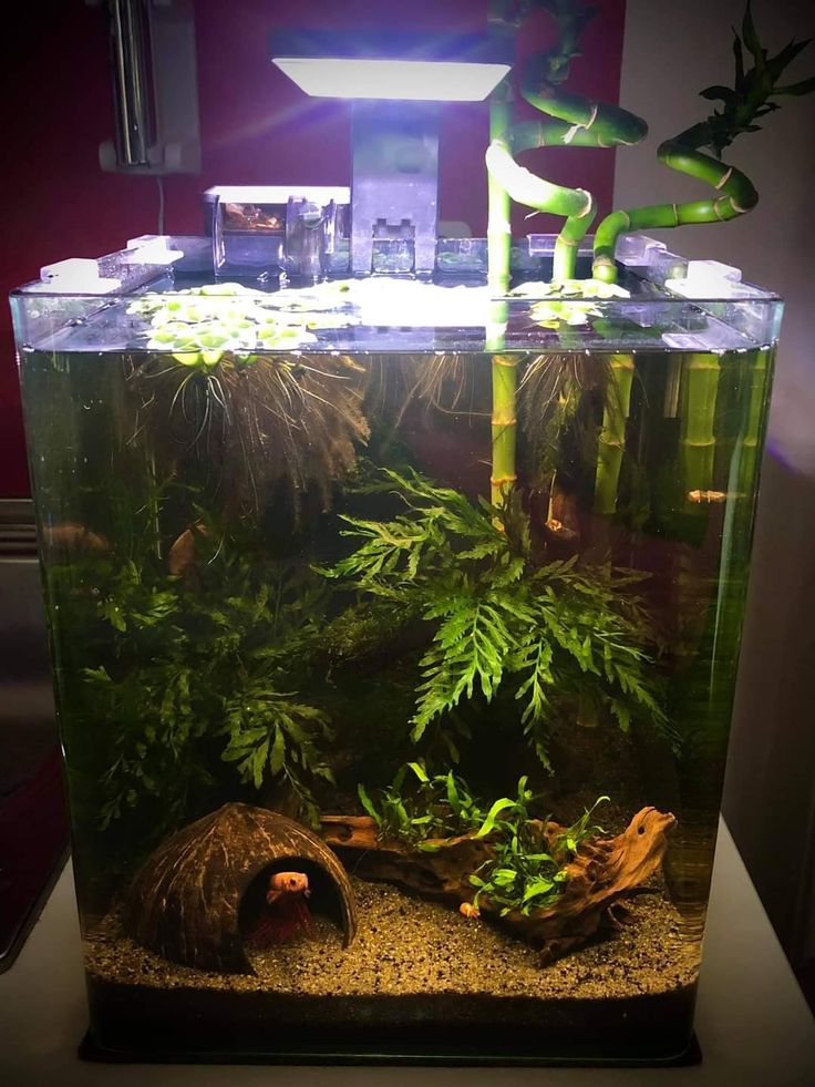 an aquarium filled with plants and rocks