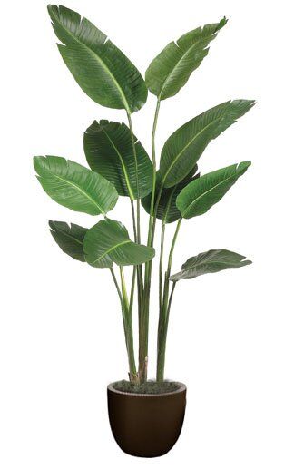 a potted plant with large green leaves