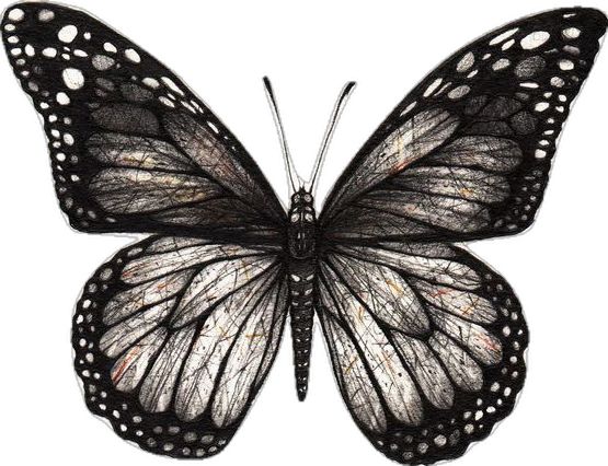 a black butterfly with white spots on it's wings