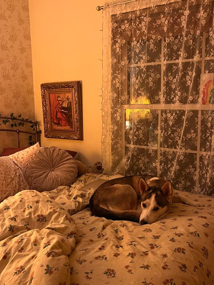 a dog laying on top of a bed in a bedroom next to a window with curtains