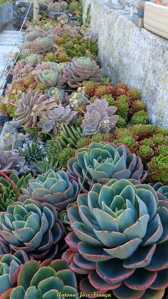 many different types of succulents growing on the side of a stone wall