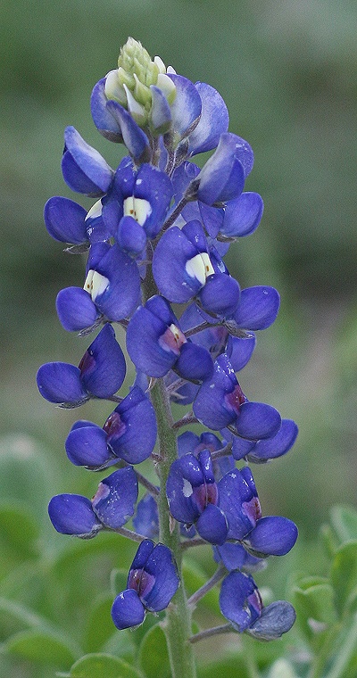 a blue flower with green leaves in the background