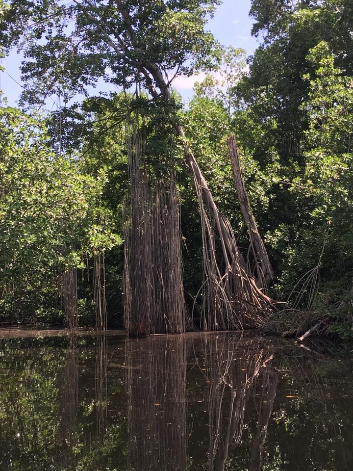 the trees are growing in the water near the shore