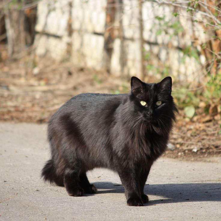 a black cat is standing on the street