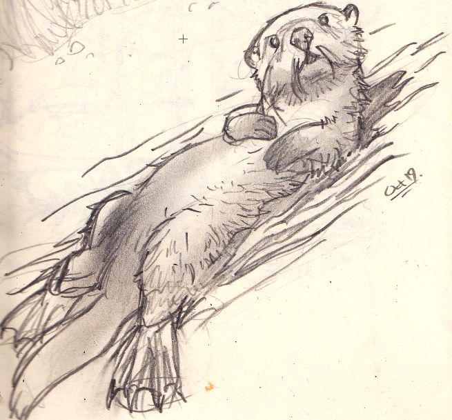 a pencil drawing of an otter swimming in the water