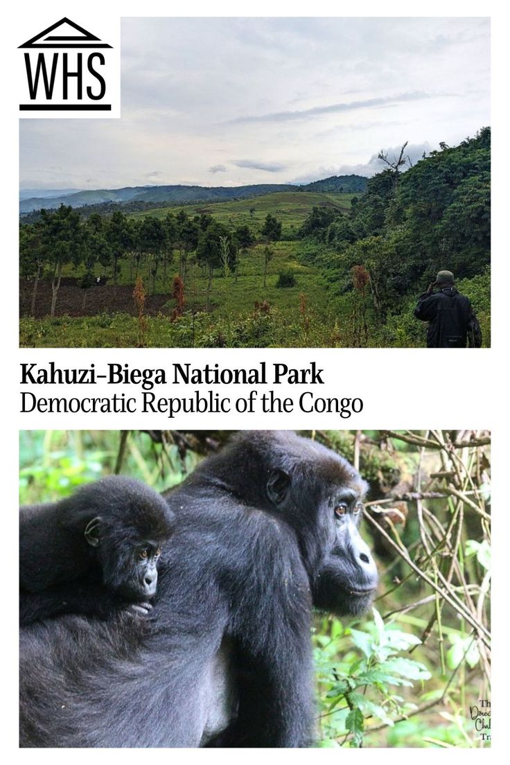 two gorillas standing next to each other on top of a lush green forest covered hillside