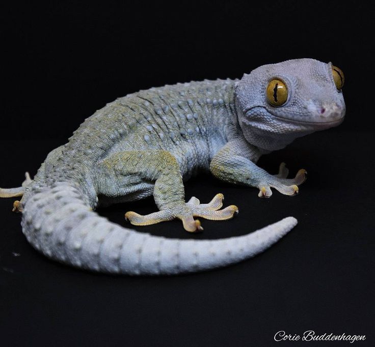 a small lizard with yellow eyes on a black background