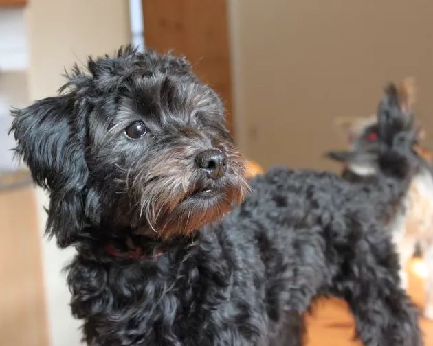 a small black dog standing on top of a wooden floor