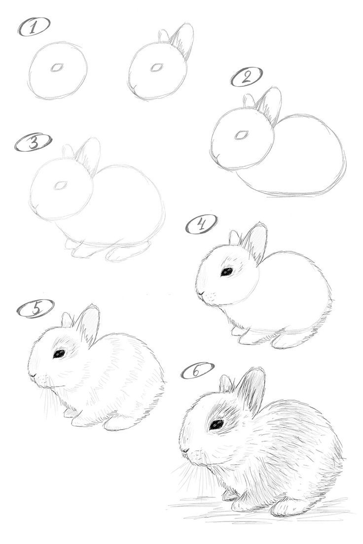 How to draw a bunny. Step-by-step drawing tutorial. Animal Drawing Tutorial Step By Step, Animal Drawings Sketches Step By Step, How To Draw A Bunny, Kids Drawing Ideas, Draw A Bunny, Bunny Sketches, Pencil Drawings For Beginners, Rabbit Drawing, Bunny Watercolor