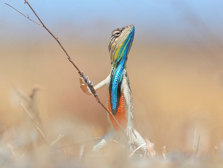 a colorful lizard sitting on top of a dry grass field next to a twig