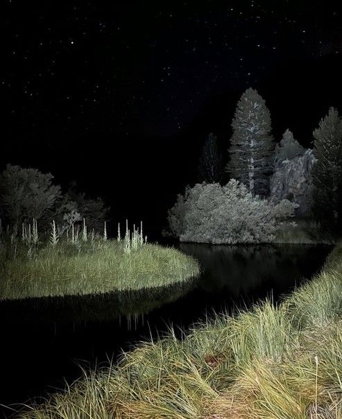 the night sky is lit up with stars and trees in the background, along with grass and water