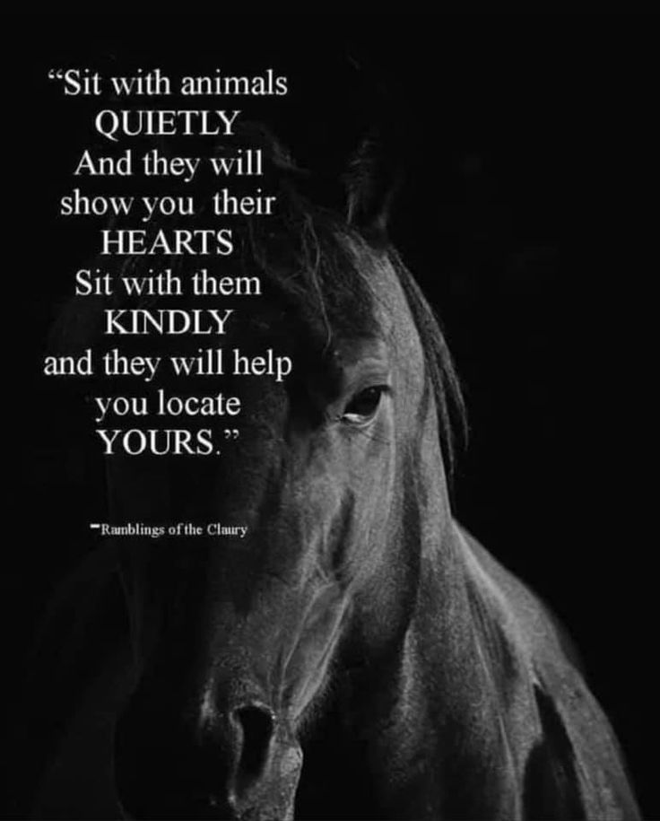 a black and white photo with a horse in the background that says, sit with animals quietly and they will show you their hearts