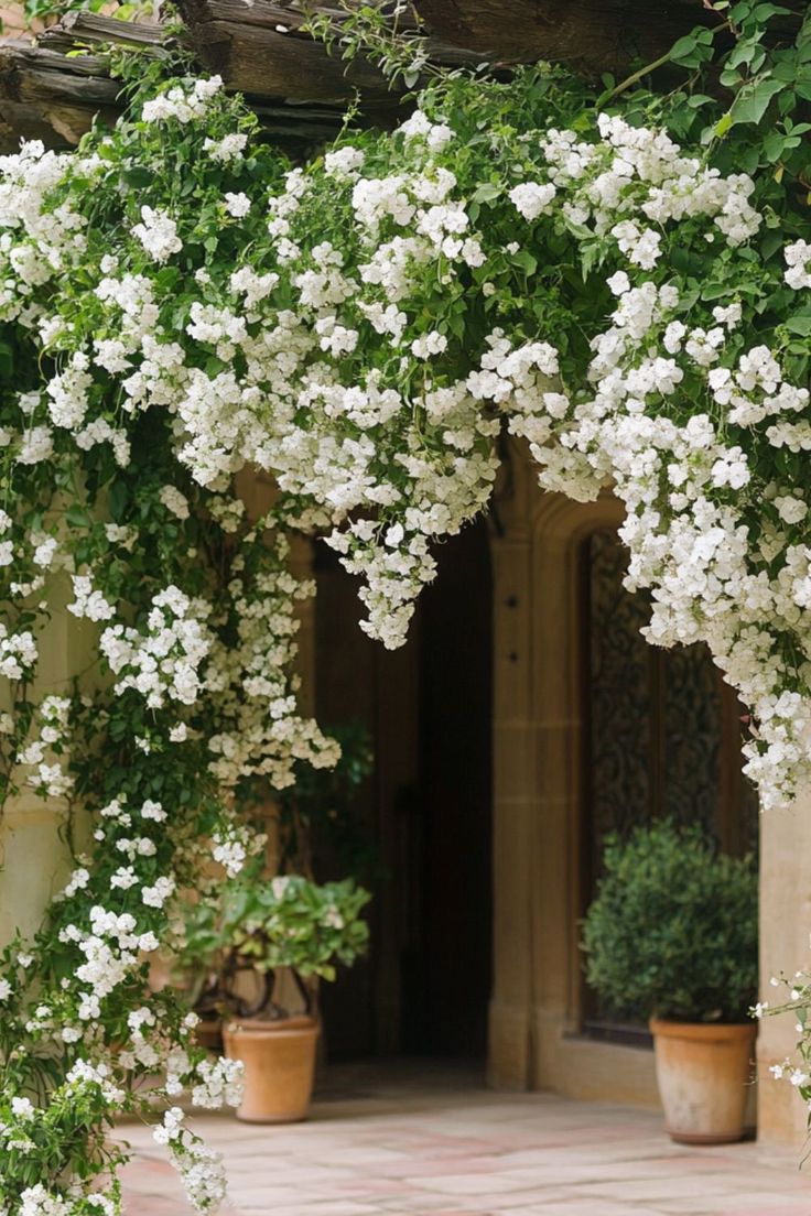 white flowers growing on the side of a building