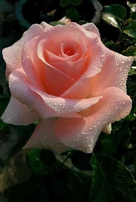 a pink rose with water droplets on it