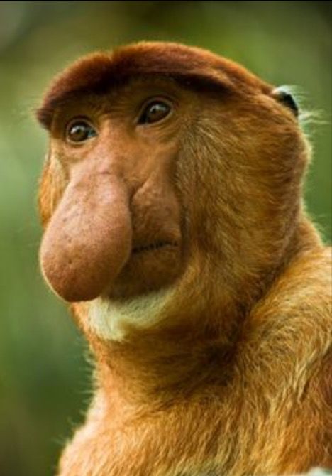 a close up of a monkey's face and head