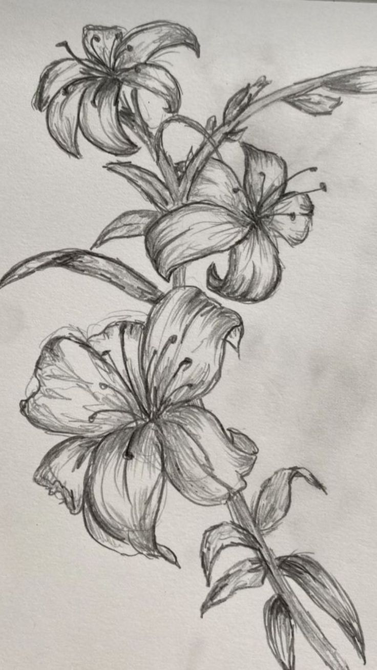 a pencil drawing of flowers on paper