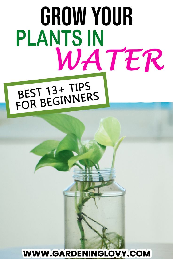 Amazing 13 tips for growing plants in water How To Grow Plants In Water Only, Plant Food For Plants In Water, Plants Propagation In Water, Growing Houseplants In Water, Grow In Water Plants, Fertilizer For Plants In Water, Water Propagation Fertilizer, Spider Plant In Water Vase, Plants In Water Vase How To Grow