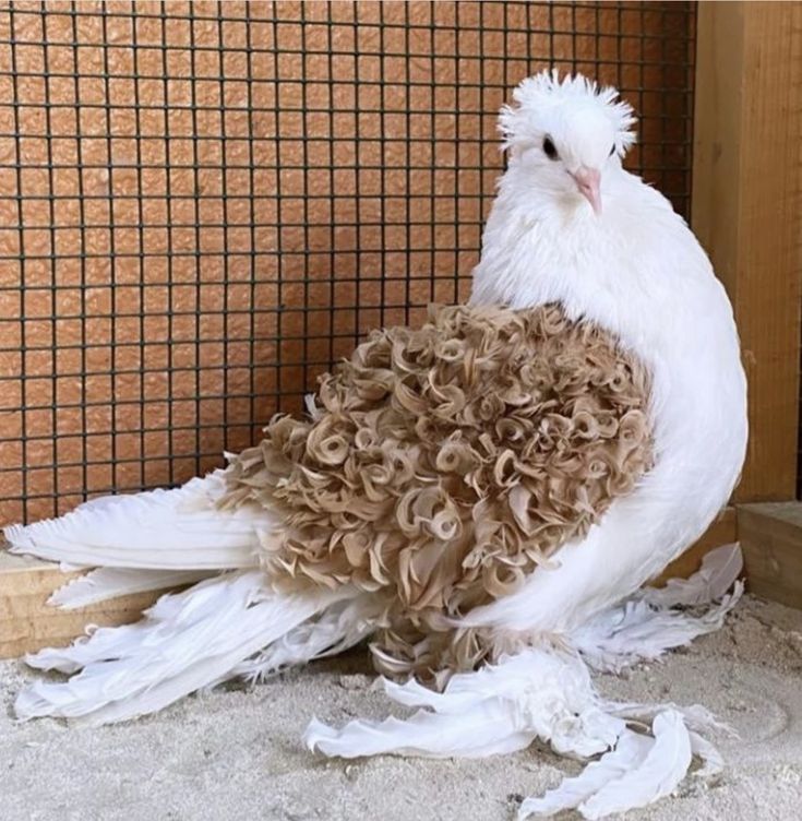 a white and brown bird sitting on top of a floor next to a caged area