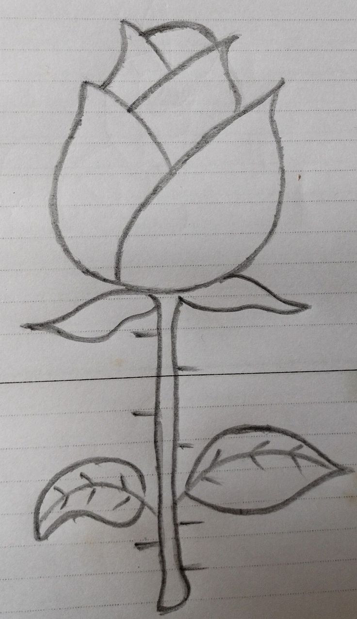 a drawing of a rose on lined paper