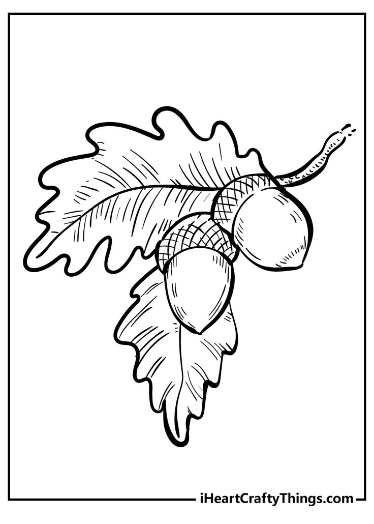 an oak leaf and acorns coloring page