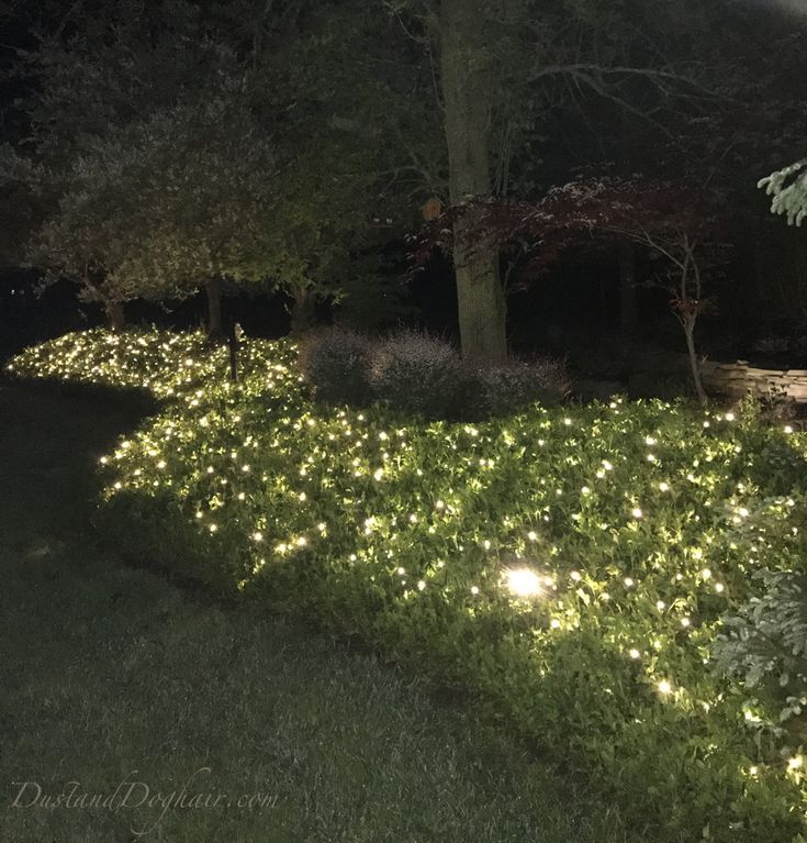 some lights that are in the grass near trees and bushes on a path at night