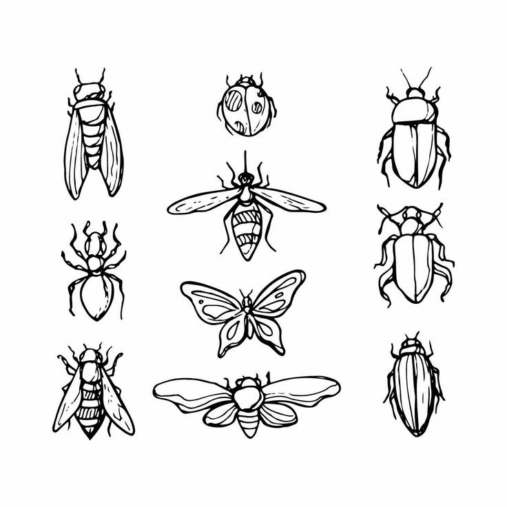 six different types of bugs and insects in black and white, with one bug on the left