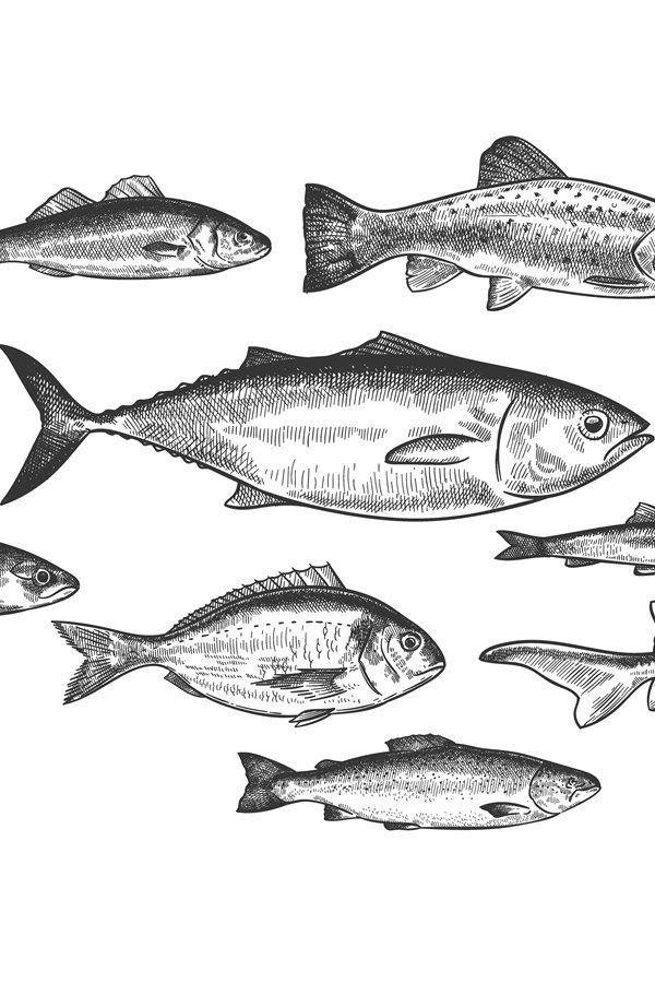 several fish are shown in this black and white drawing, each one is different from the other