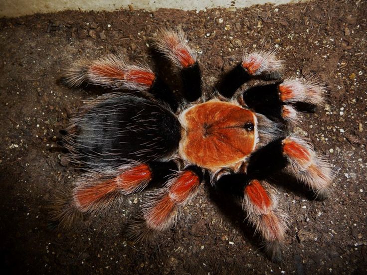 a close up of a tarantula on the ground with dirt in the background