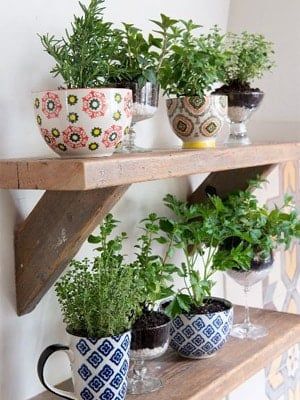 several potted plants are sitting on a shelf