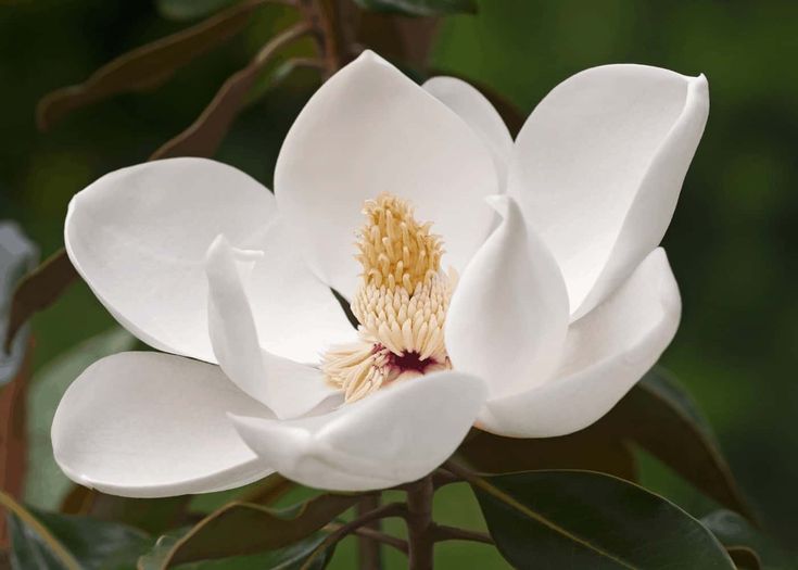 a white flower with green leaves in the background