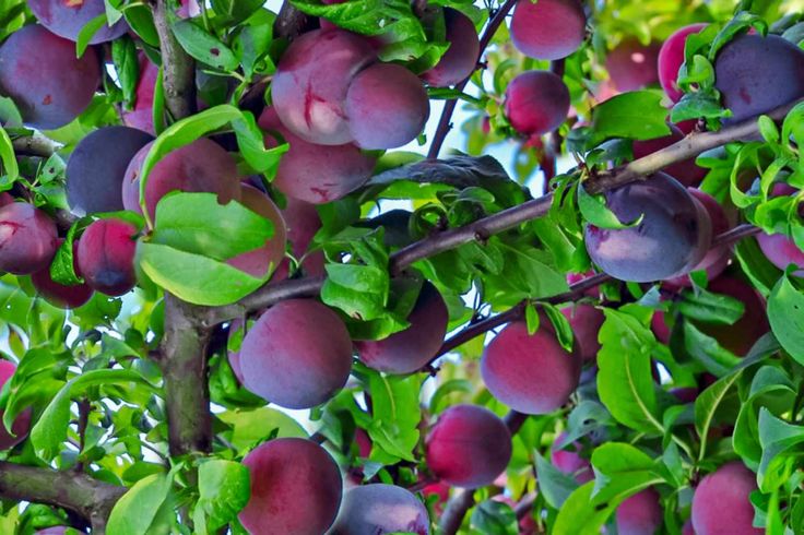 plums growing on the branches of a tree with green leaves and pinkish fruit