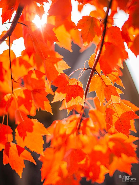 the sun shines through some autumn leaves